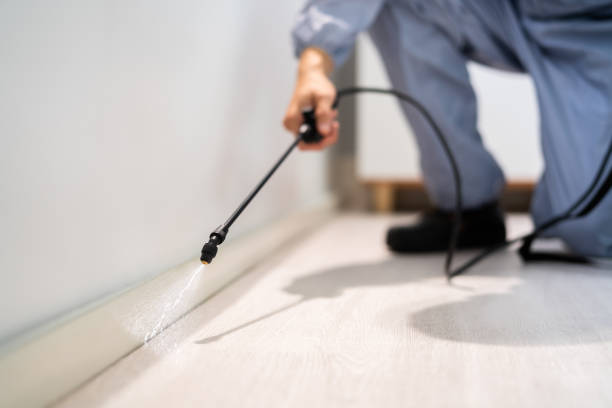 Certified termite inspector examining foundation in Fortuna